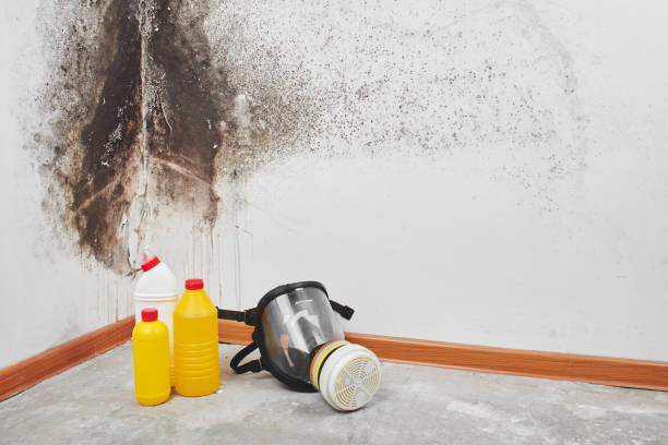Best Local Mold Removal Service  in Springfield, OR