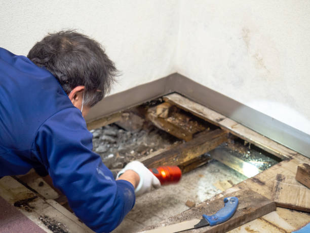 Certified Mold Removal in Springfield, OR