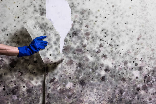 Best Home Mold Removal  in Springfield, OR
